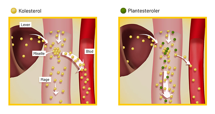 SEN-Illustrasjon-700x