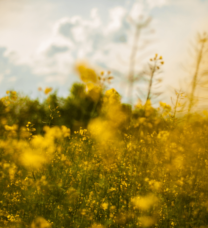 plantesterol-674-x-738-px